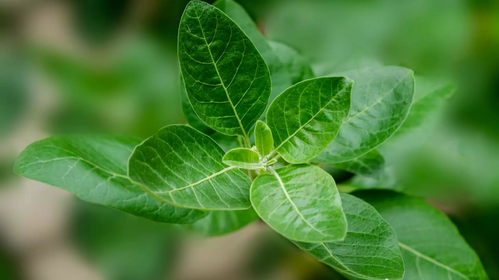 slika kategorije Ayurveda Practice