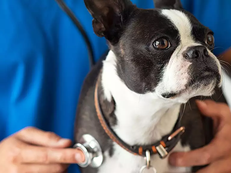 slika kategorije Veterinarske ambulante