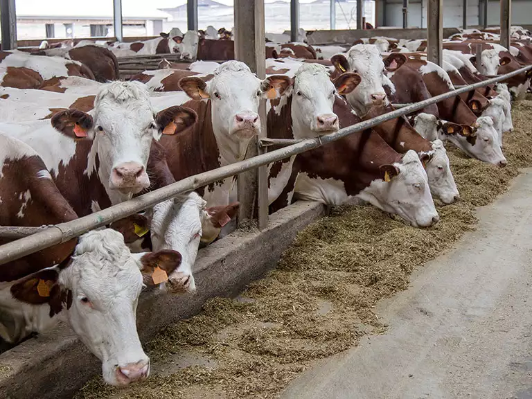 slika kategorije Stočarska gazdinstva i farme