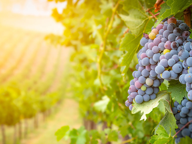 slika kategorije Voćarstvo i vinogradarstvo