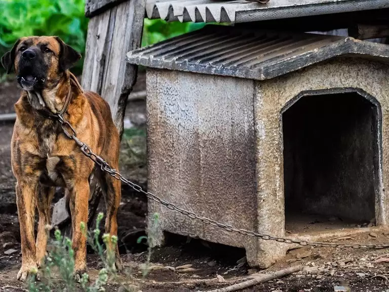 slika kategorije Pet Shelters