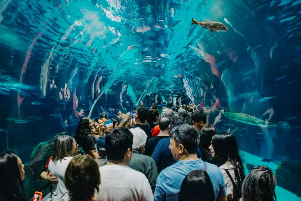 Visit the Zoo and the Aquarium from Your Home!