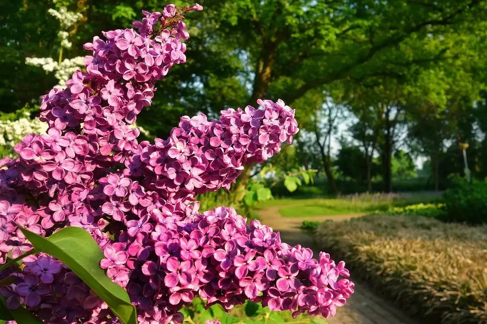 Lilac Days in Kraljevo