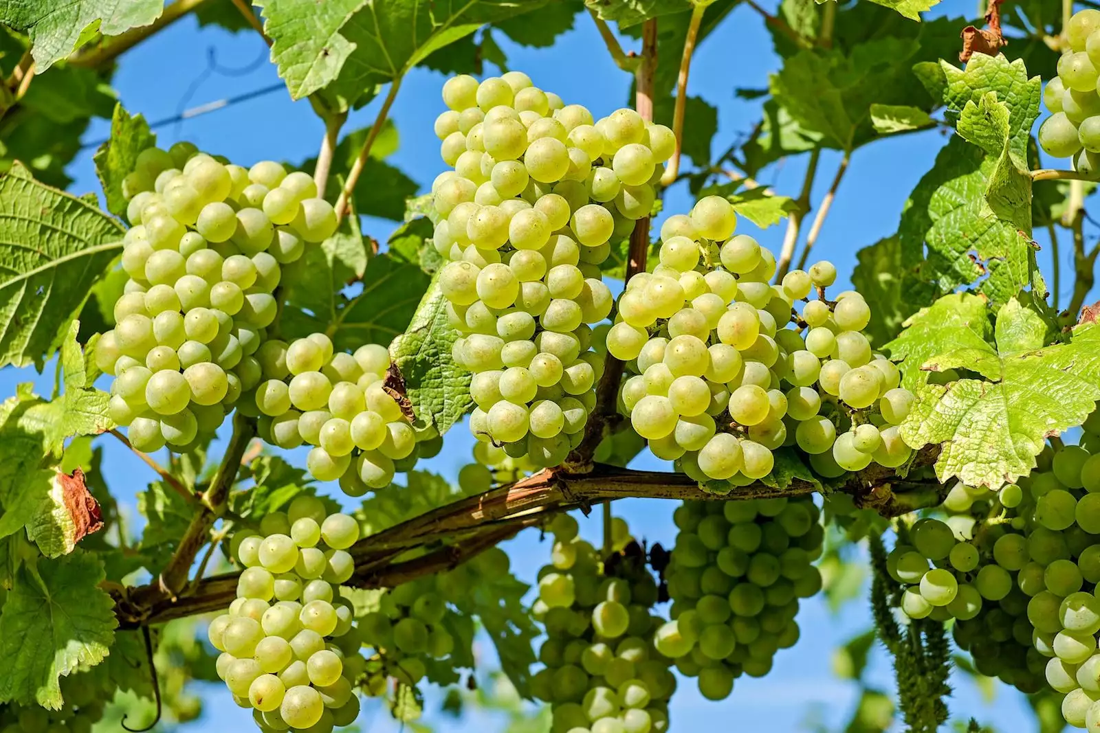 Grape Festival in Vršac | Tourist Calendar of Serbia