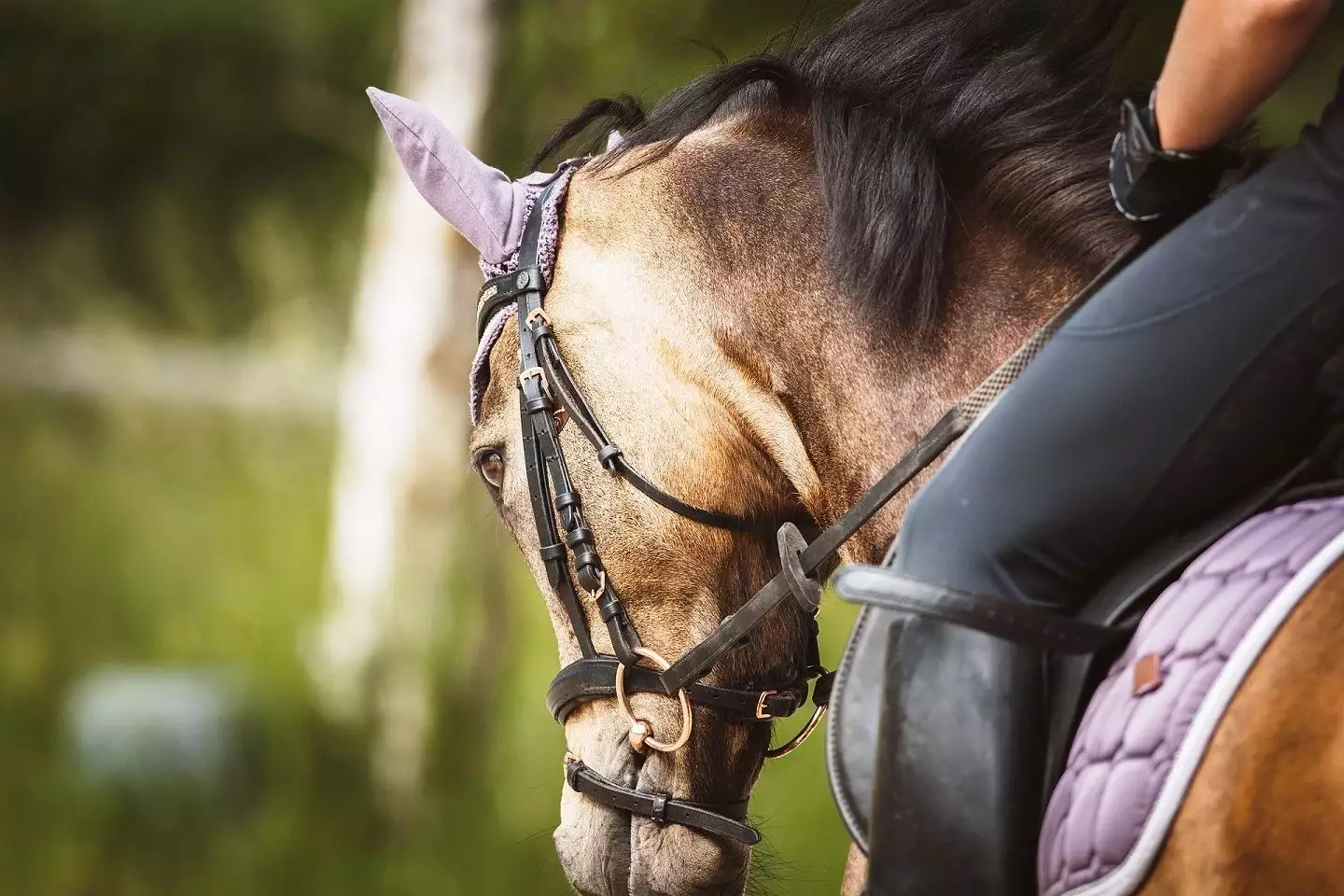 Ljubičevo Horse Games | Tourist Calendar of Serbia