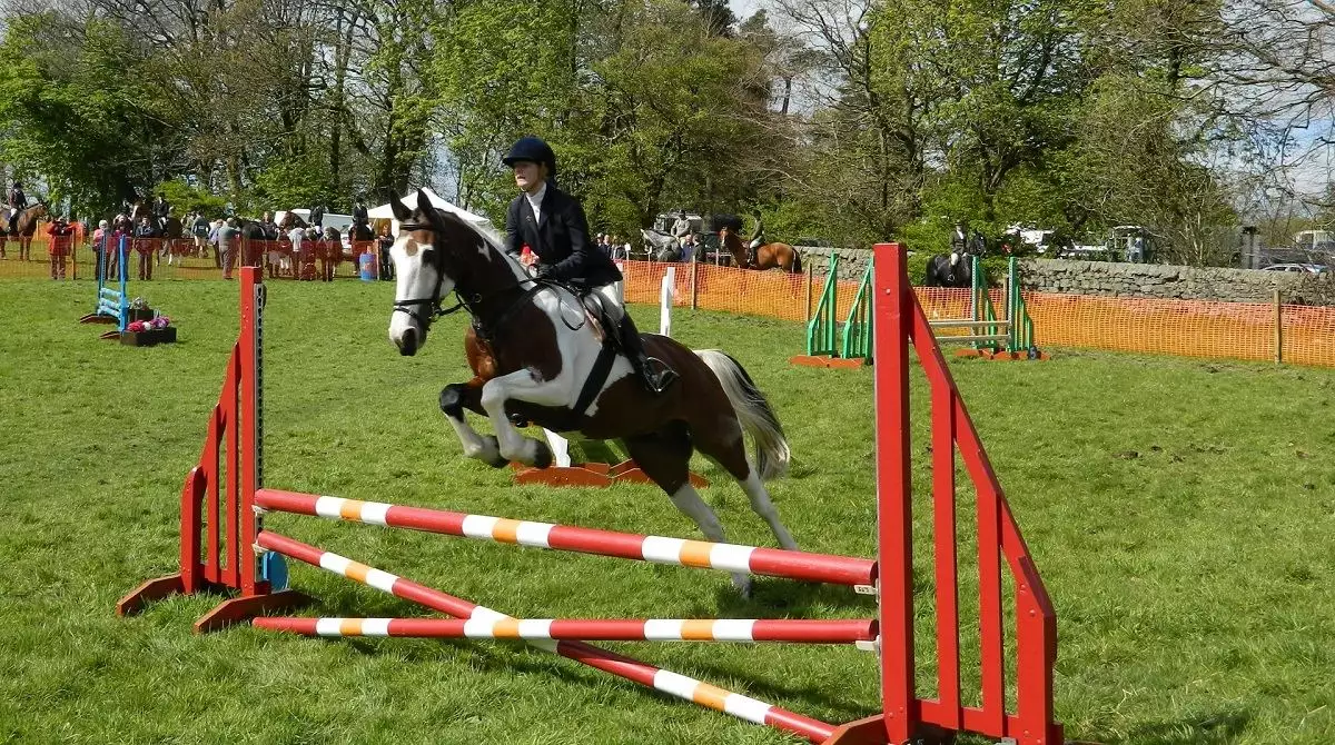 Equestrian Jump