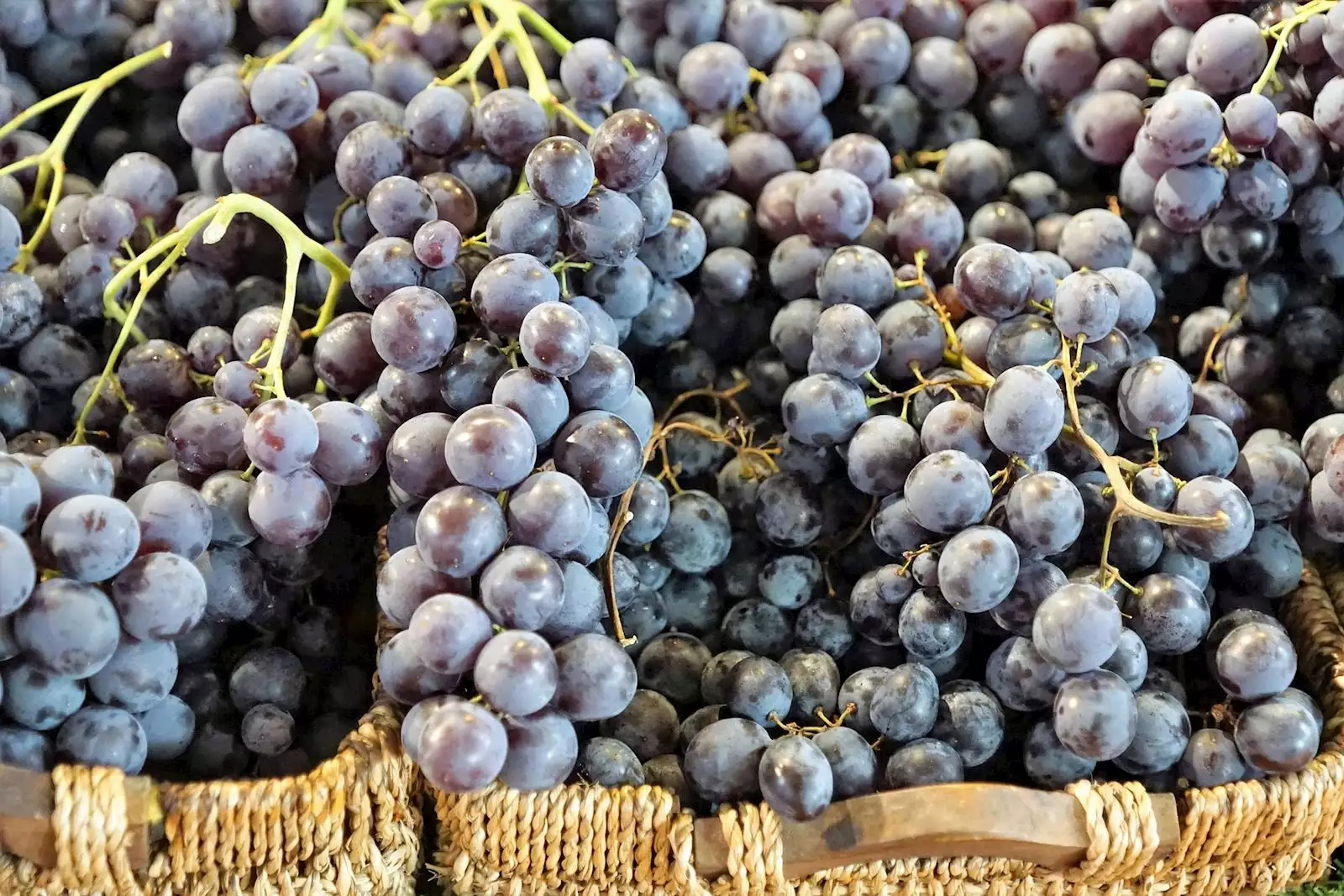 Župa Harvest in Aleksandrovac | Tourist Calendar of Serbia