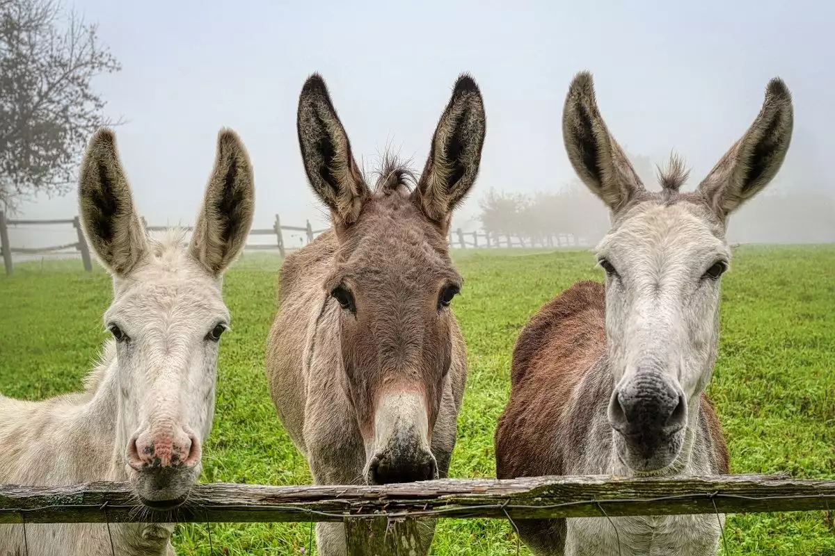 Donkey Race in Bački Vinogradi | Tourist Calendar of Serbia