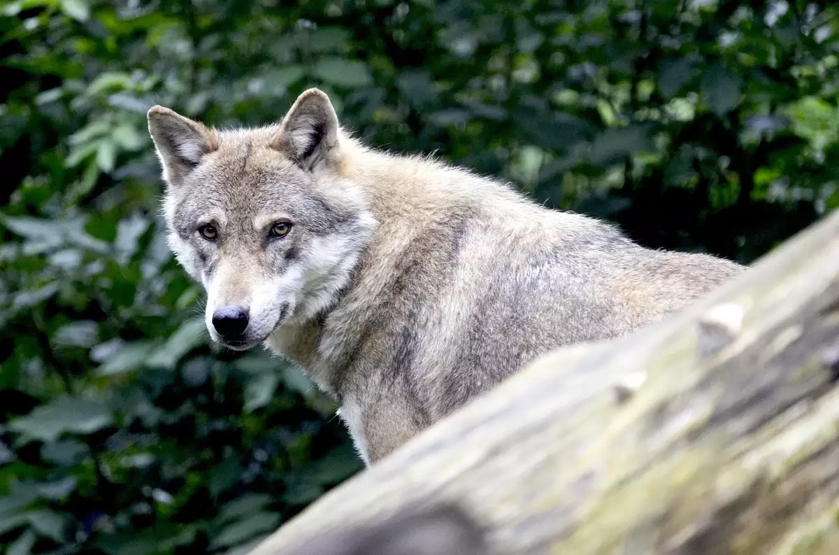 Zlatibor Wolf Hunt | Tourist Calendar of Serbia