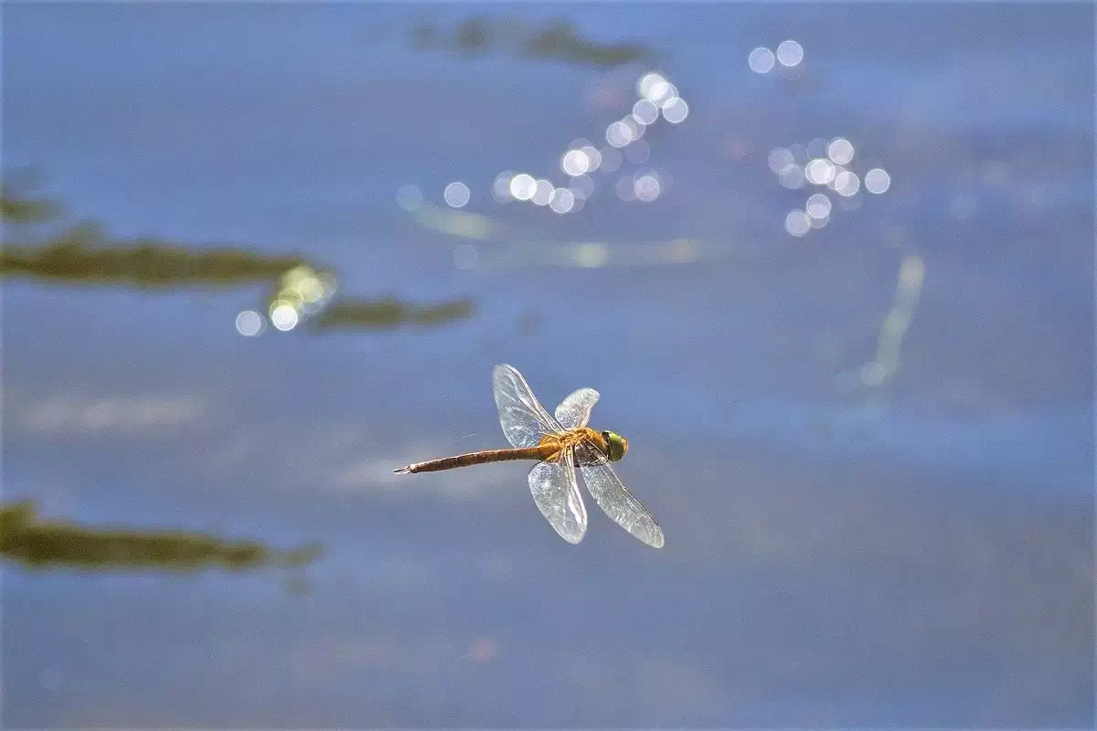 Blooming of the Tisza | Tourist Calendar of Serbia