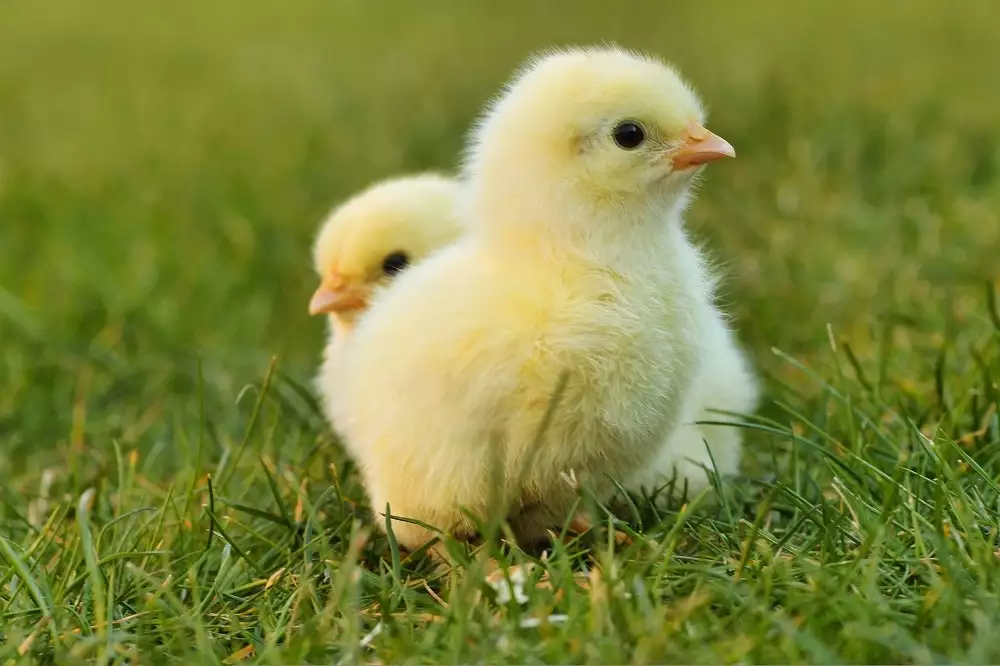 Chicken Fest in Žitište | Tourist Calendar of Serbia