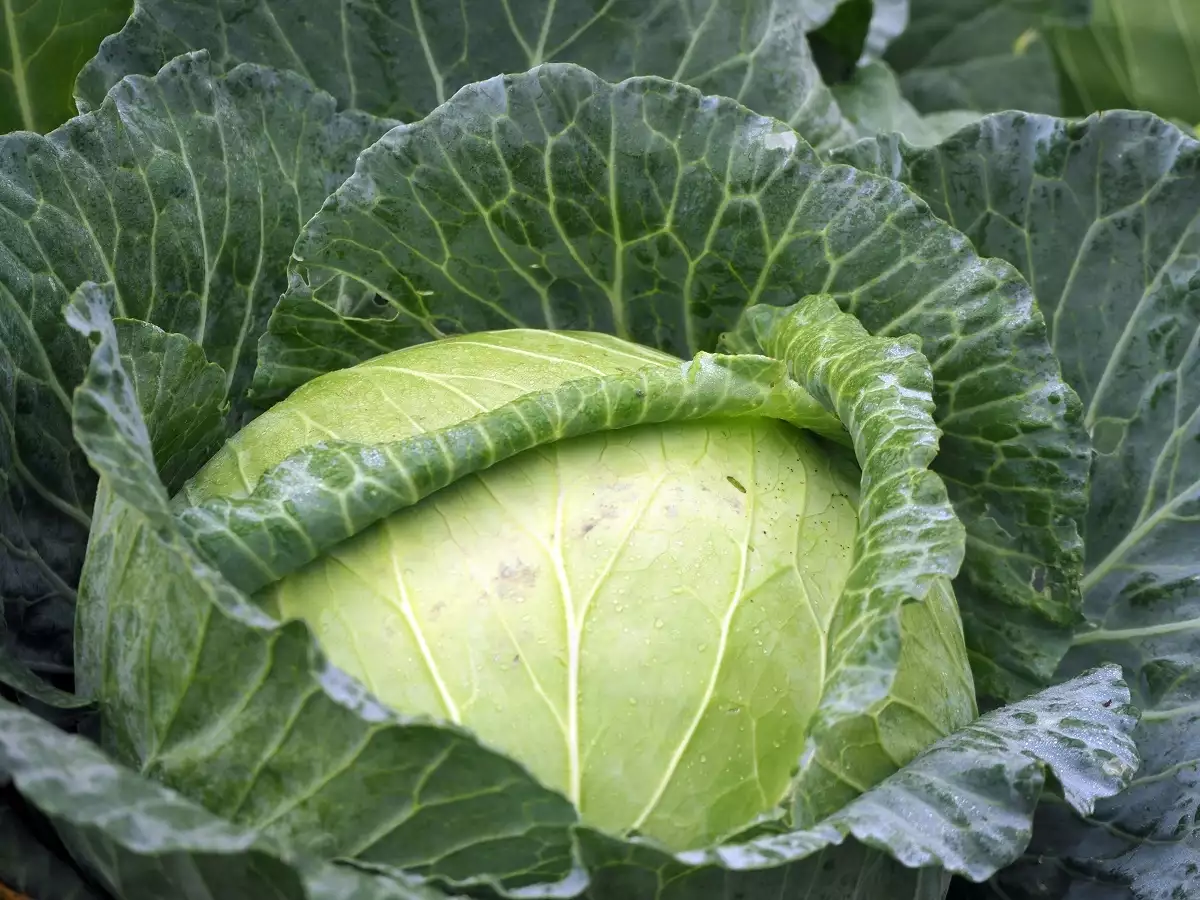 Cabbage_Futoška_Cabbage_Festival