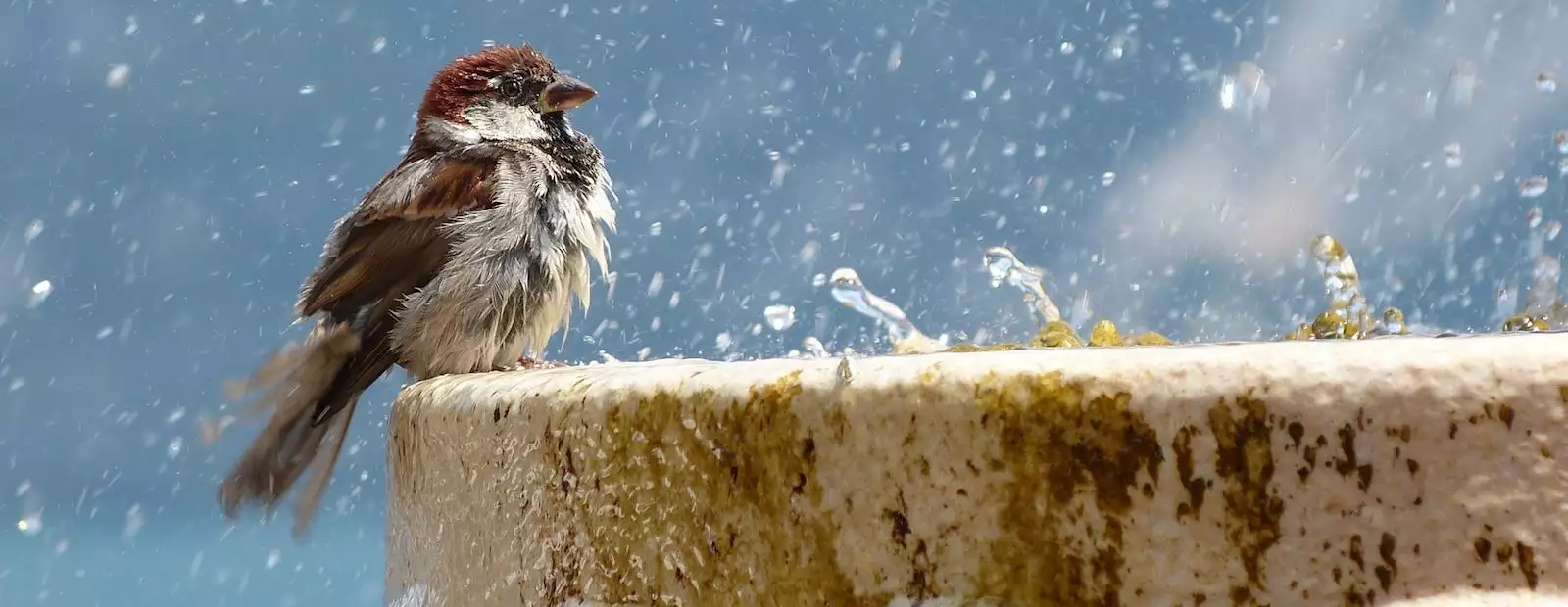 Belgrade sparrow