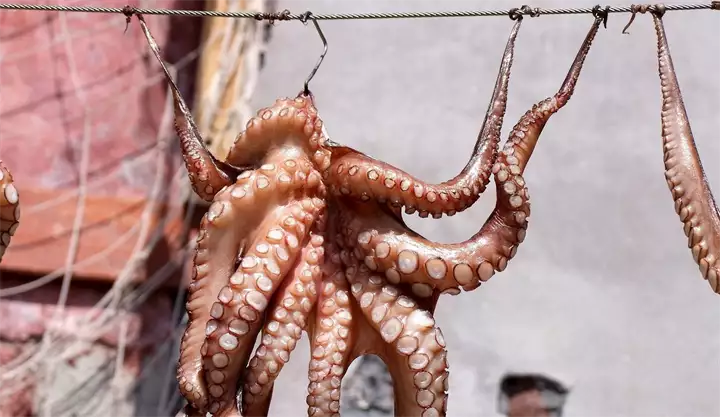 squid-689385_1920