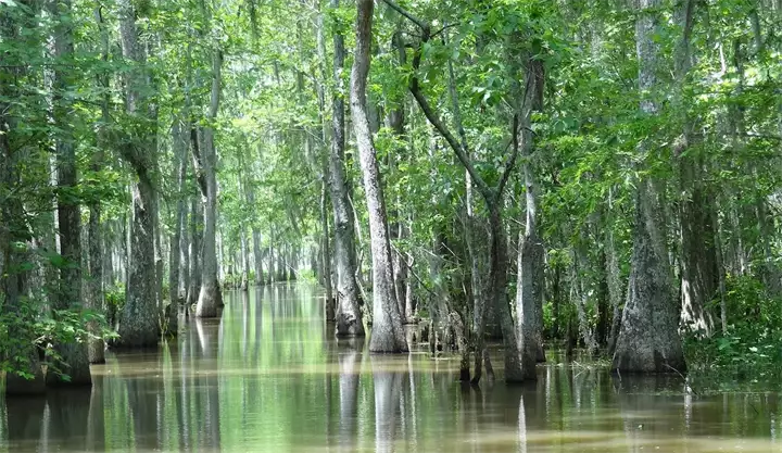 louisiana-988654_1920