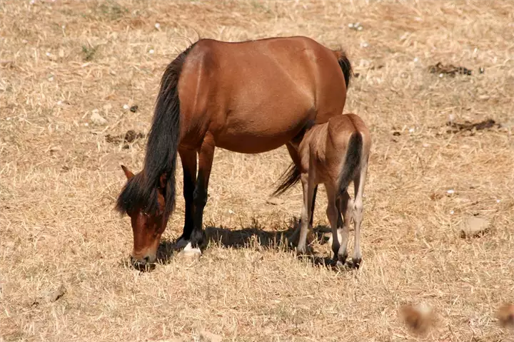 The_Skyros_pony