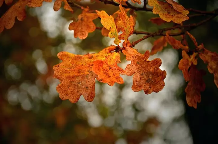 leaves-3814935_960_720