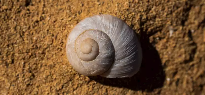 fossil-3297112_1920