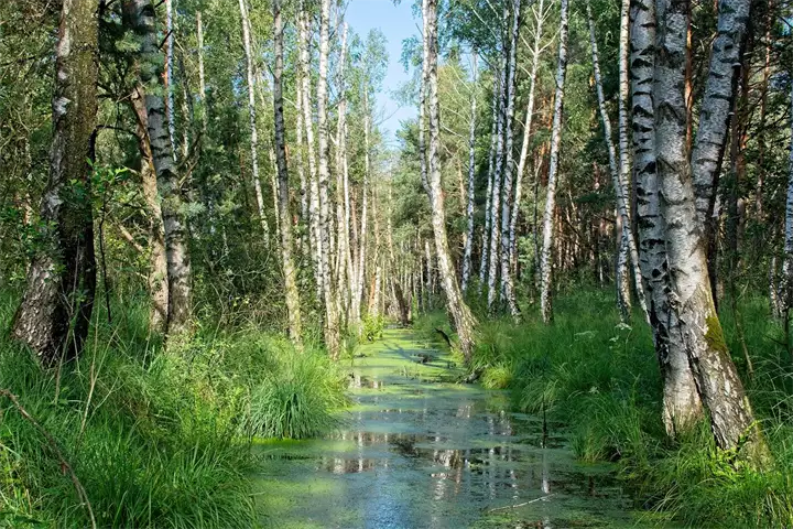 birch-4480062_1920