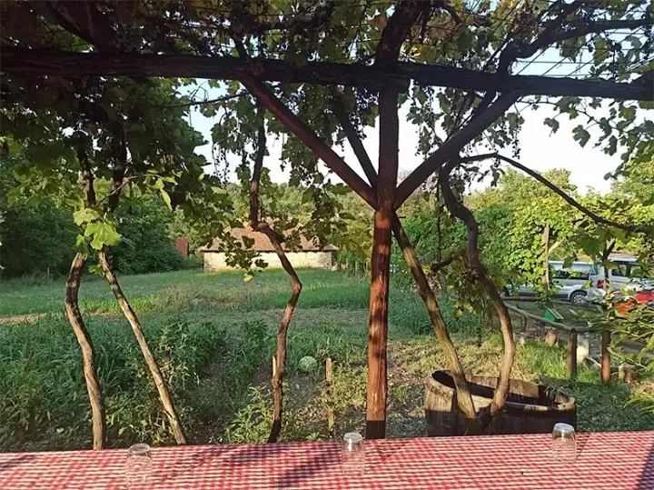 Rajačke pinice