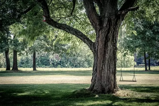 branches-gf9f331838_640