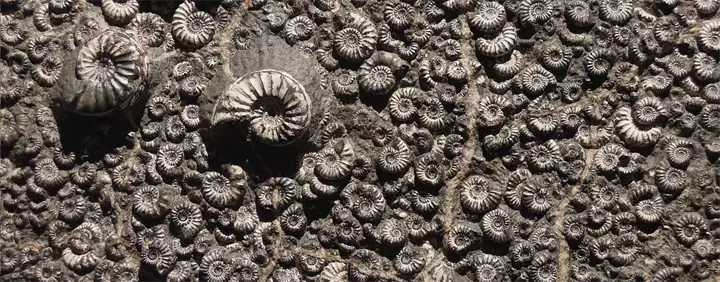 fossil-1969912_1920