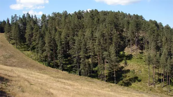 zlatibor-planina-priroda