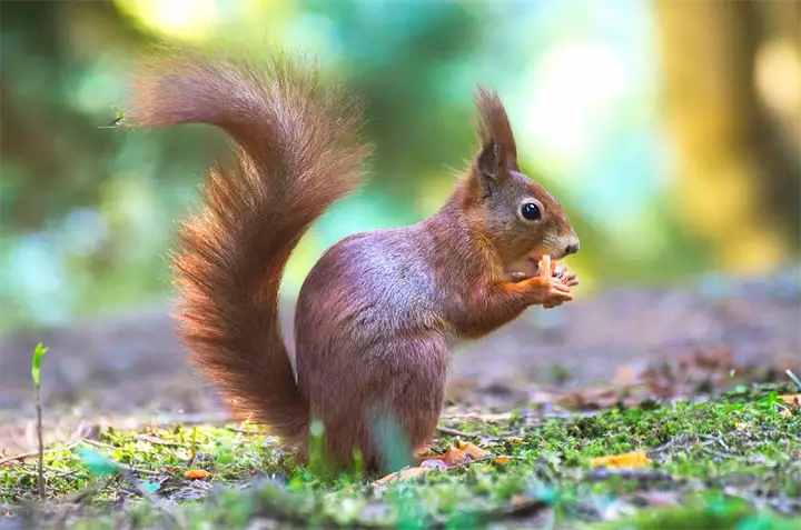 squirrel-2187362_1920